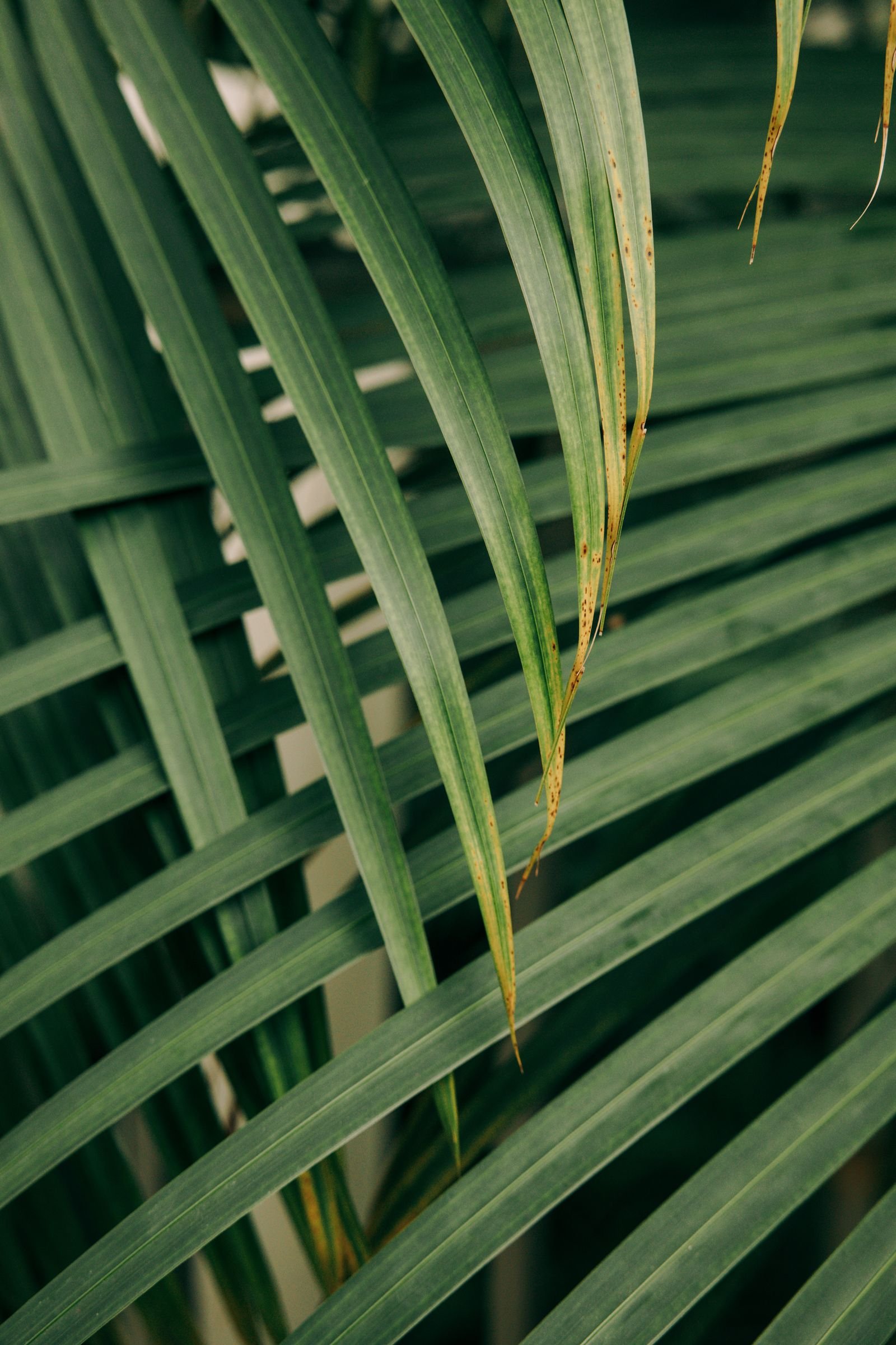 Palm leaves in sunlight